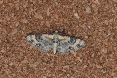 Eupithecia linariata - Vlasbekdwergspanner