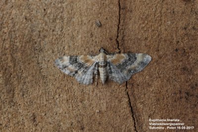 Eupithecia linariata - Vlasbekdwergspanner