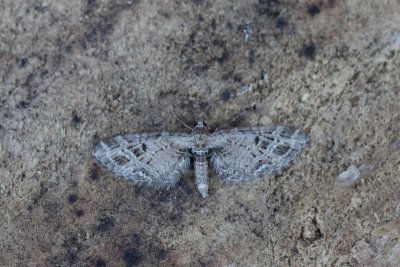 Eupithecia exiguata - Loofboomdwergspanner