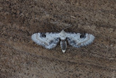 Eupithecia centaureata - Zwartvlekdwergspanner