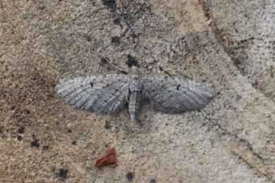 Eupithecia intricata - Streepjesdwergspanner