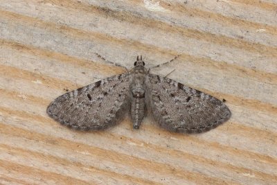 Eupithecia intricata - Streepjesdwergspanner