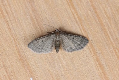Eupithecia selinata - Eppedwergspanner