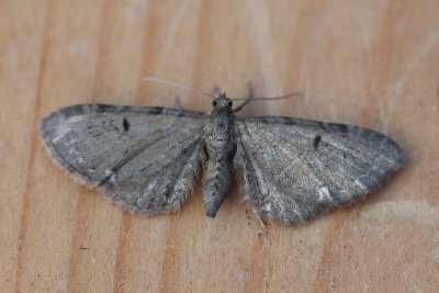 Eupithecia assimilata - Hopdwergspanner