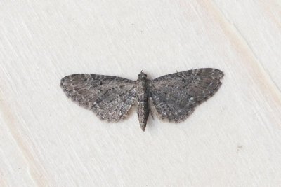 Eupithecia vulgata - Gewone dwergspanner