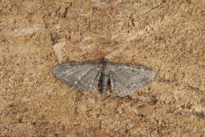 Eupithecia vulgata - Gewone dwergspanner