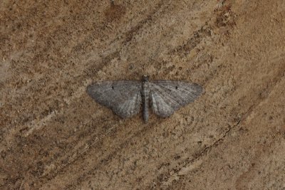 Eupithecia subfuscata - Grijze dwergspanner