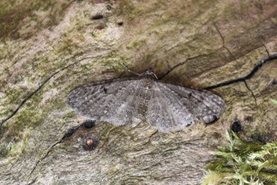 Eupithecia subfuscata - Grijze dwergspanner