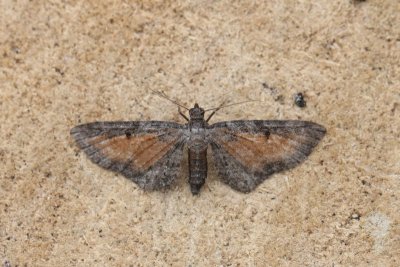 Eupithecia icterata - Oranje dwergspanner