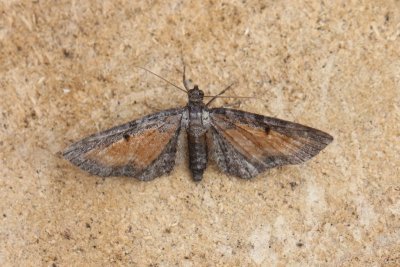 Eupithecia_icterata_Oranje_dwergspanner.JPG