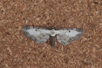Eupithecia succenturiata - Witvlakdwergspanner