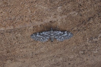 Eupithecia nanata - Smalvleugeldwergspanner