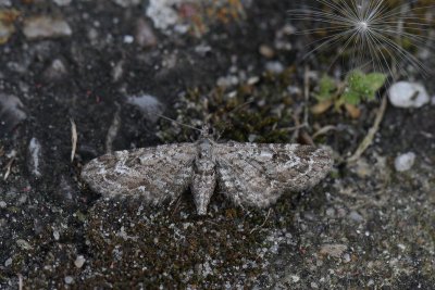 Eupithecia nanata - Smalvleugeldwergspanner