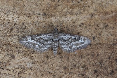 Eupithecia nanata - Smalvleugeldwergspanner