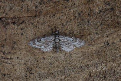 Eupithecia nanata - Smalvleugeldwergspanner