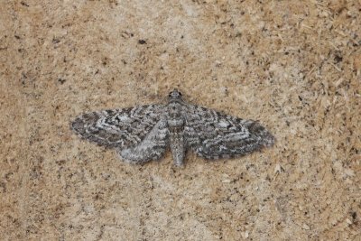 Eupithecia nanata - Smalvleugeldwergspanner