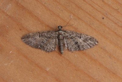 Eupithecia dodoneata - Eikendwergspanner