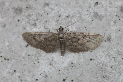 Eupithecia lariciata - Lariksdwergspanner