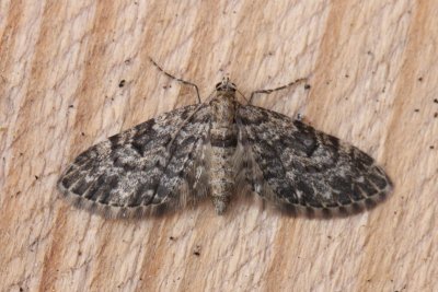 Eupithecia tantillaria - Fijnspardwerspanner