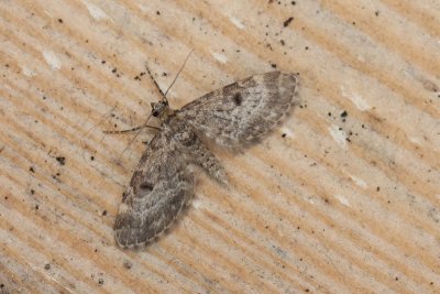Eupithecia tantillaria - Fijnspardwerspanner