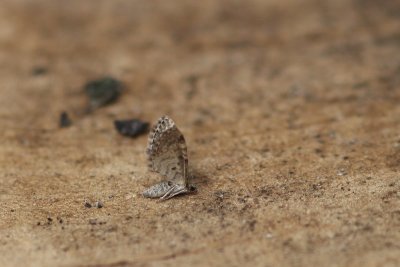 Eupithecia tantillaria - Fijnspardwerspanner