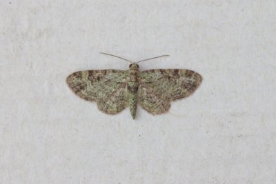 Pasiphila rectangulata - Groene dwergspanner