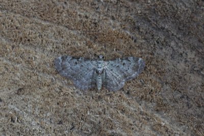 Pasiphila rectangulata - Groene dwergspanner