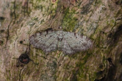 Pasiphila debiliata - Bosbesdwergspanner