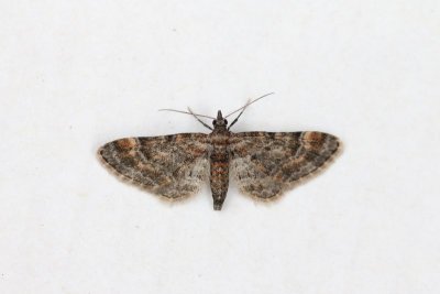 Gymnoscelis rufifasciata - Zwartkamdwergspanner