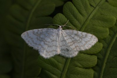 Asthena albulata - Wit spannertje