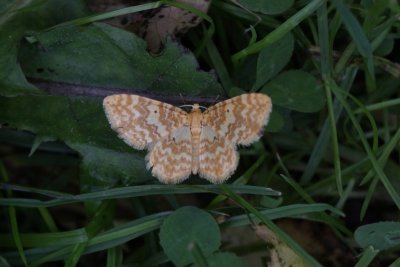 Hydrelia flammeolaria - Geel spannertje