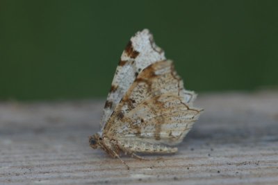 Macaria notata - Klaverblaadje