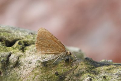 Macaria brunneata - Bosbesbruintje