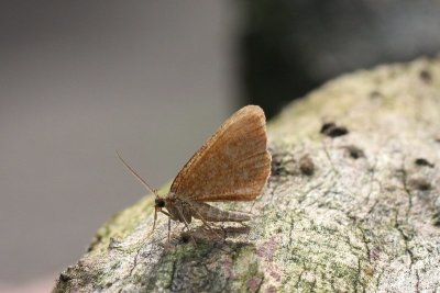 Macaria brunneata - Bosbesbruintje