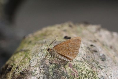 Macaria brunneata - Bosbesbruintje
