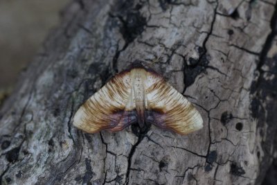 Plagodis dolabraria - Lindeknotsvlinder