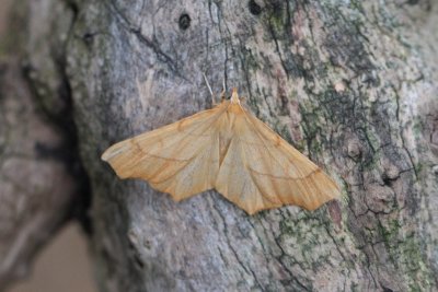 Ennomos quercinaria - Geelblad