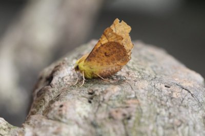 Ennomos alniaria - Geelschouderspanner