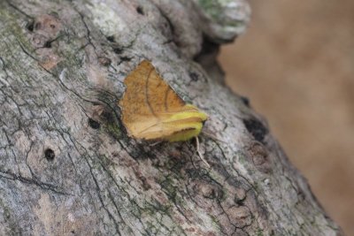 Ennomos alniaria - Geelschouderspanner