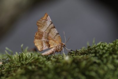 Selenia dentaria - Herculesje