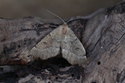Odontopera bidentata , Getande spanner