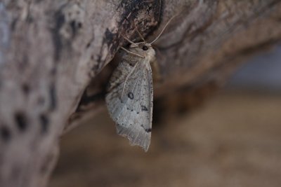 Odontopera bidentata , Getande spanner