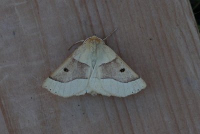 Crocallis elinguaria - Kortzuiger