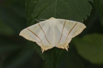 Ourapteryx sambucaria - Vliervlinder