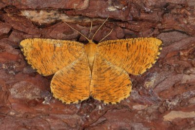 Angerona prunaria - Oranje iepentakvlinder