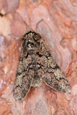 Biston strataria - Vroege spanner