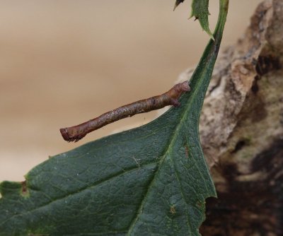 g12/27/1207627/3/170155544.fa32YDTD.jpg