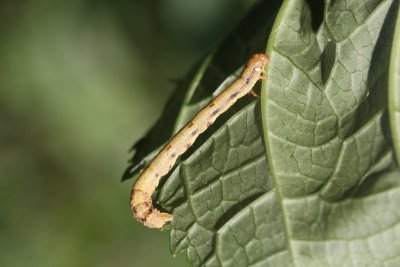 Agriopis aurantiaria - Najaarsspanner
