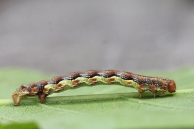 Erannis defoliaria - Grote wintervlinder