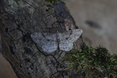 Peribatodes rhomboidaria - Taxusspikkelspanner